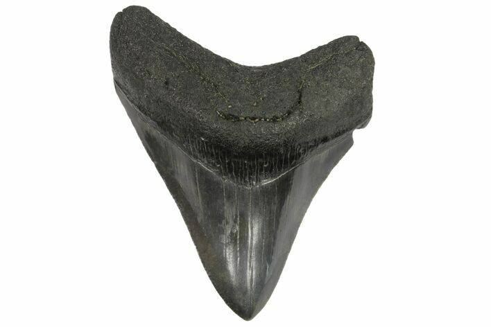 Fossil Megalodon Tooth - Georgia #144290